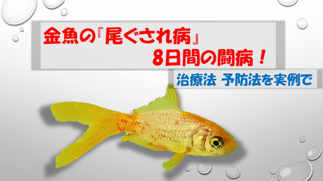 金魚 尾ぐされ病 治療法を実例で 症状の変化や予防法も